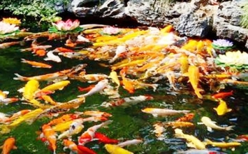 Phật tử có nên chăn nuôi?